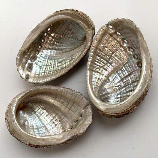 Abalone Shell, 5-8cm